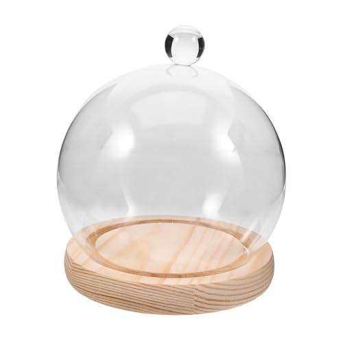 DIKACA 1 Set Glas Staubschutzhüllen Für Terrarien Mini Terrarium Gartenglocke Gartenkuppel Pflanzenterrarium Desktop Terrarium Große Terrarienabdeckungen Terrarium Große DIKACA 1 Set Glas Staubschutzhüllen Für Terrarien Mini Terrarium Gartenglocke Gartenkuppel Pflanzenterrarium Desktop Terrarium Große Terrarienabdeckungen Terrarium Große von DIKACA