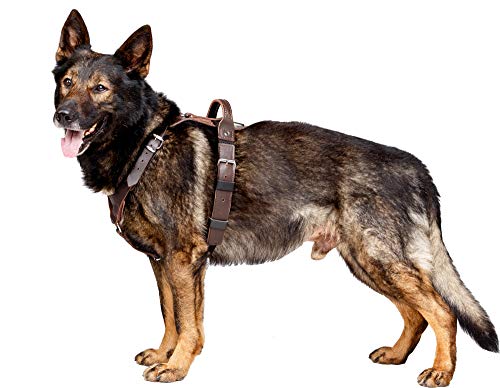 DINGO GEAR Company Hundegeschirr, Symbol für Wohlstand und Kraft, Braun Klassischer Stil, Größe L DINGO GEAR Company Hundegeschirr, Symbol für Wohlstand und Kraft, Braun Klassischer Stil, Größe L von DINGO GEAR WWW.DINGOGEAR.COM 1977