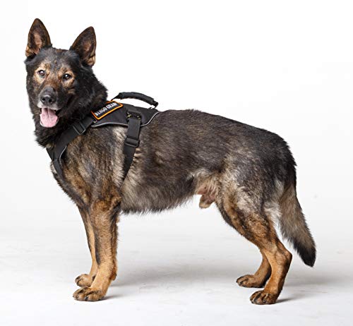 Dingo Gear Cobra Extreme Hundegeschirr mit starkem Griff, zuverlässiges Sicherheitssystem, handgefertigt, Schwarz, Größe M S03202 Dingo Gear Cobra Extreme Hundegeschirr mit starkem Griff, zuverlässiges Sicherheitssystem, handgefertigt, Schwarz, Größe M S03202 von DINGO GEAR WWW.DINGOGEAR.COM 1977