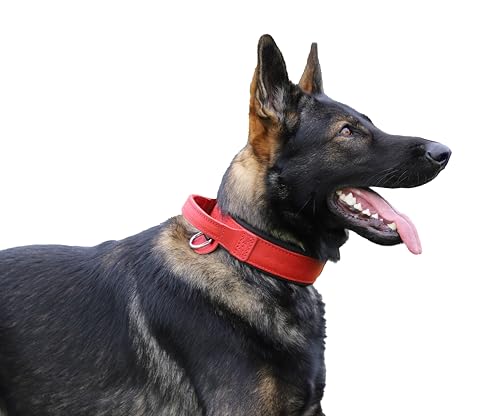 Dingo Gear Drago Lederhundehalsband, amortisiert mit starkem Breiten Griff, handgefertigt, Halsumfang 48-56 cm, für Training und Spaziergänge, Zugschutz, weiche Polsterung, Rot (S03916) von DINGO GEAR WWW.DINGOGEAR.COM 1977