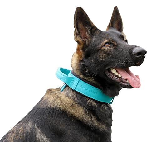 Dingo Gear Drago Lederhundehalsband, amortisiert mit starkem Breiten Griff, handgefertigt, Halsumfang 56-64 cm, für Training und Spaziergänge, Zugschutz, weiche Polsterung, Blau (S03923) von DINGO GEAR WWW.DINGOGEAR.COM 1977