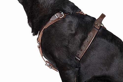 Epic Hundegeschirr, klassisches Leder mit leistungsstarkem Sicherheitssystem, verstellbar, amortiziert, gefüttert, von Profis empfohlen von DINGO GEAR WWW.DINGOGEAR.COM 1977