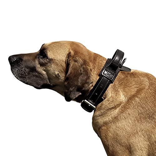 Dingo Gear Halsband für Hund ''Drago'' aus Band Amortisiert Schwarz mit Griff Handgefertigt S04024 48-56 cm von DINGO GEAR WWW.DINGOGEAR.COM 1977