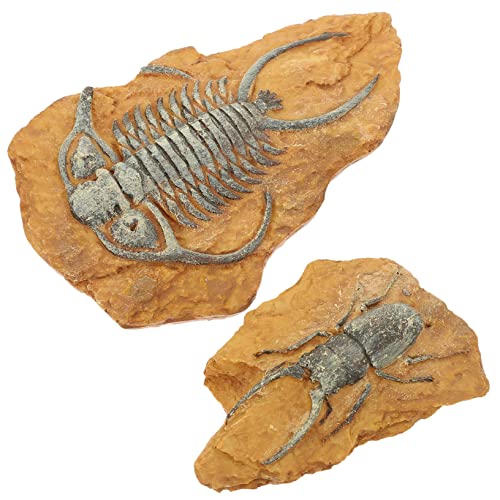 DINHEAROM 2Stücke Terrarium Dekorationsset mit Realistischen Trilobiten Fossilien aus Hochwertigem für Schlangen und Reptilien Langlebig für Naturgetreues von DINHEAROM