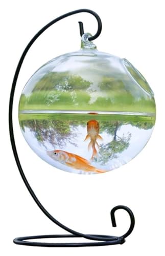 DMBBSAPBSH Goldfischglas, Fischschale, Fischschale for Aufhängen, Glas, Aquarium, transparent, verdickt, mit Eisenhalterung DMBBSAPBSH Goldfischglas, Fischschale, Fischschale for Aufhängen, Glas, Aquarium, transparent, verdickt, mit Eisenhalterung von DMBBSAPBSH