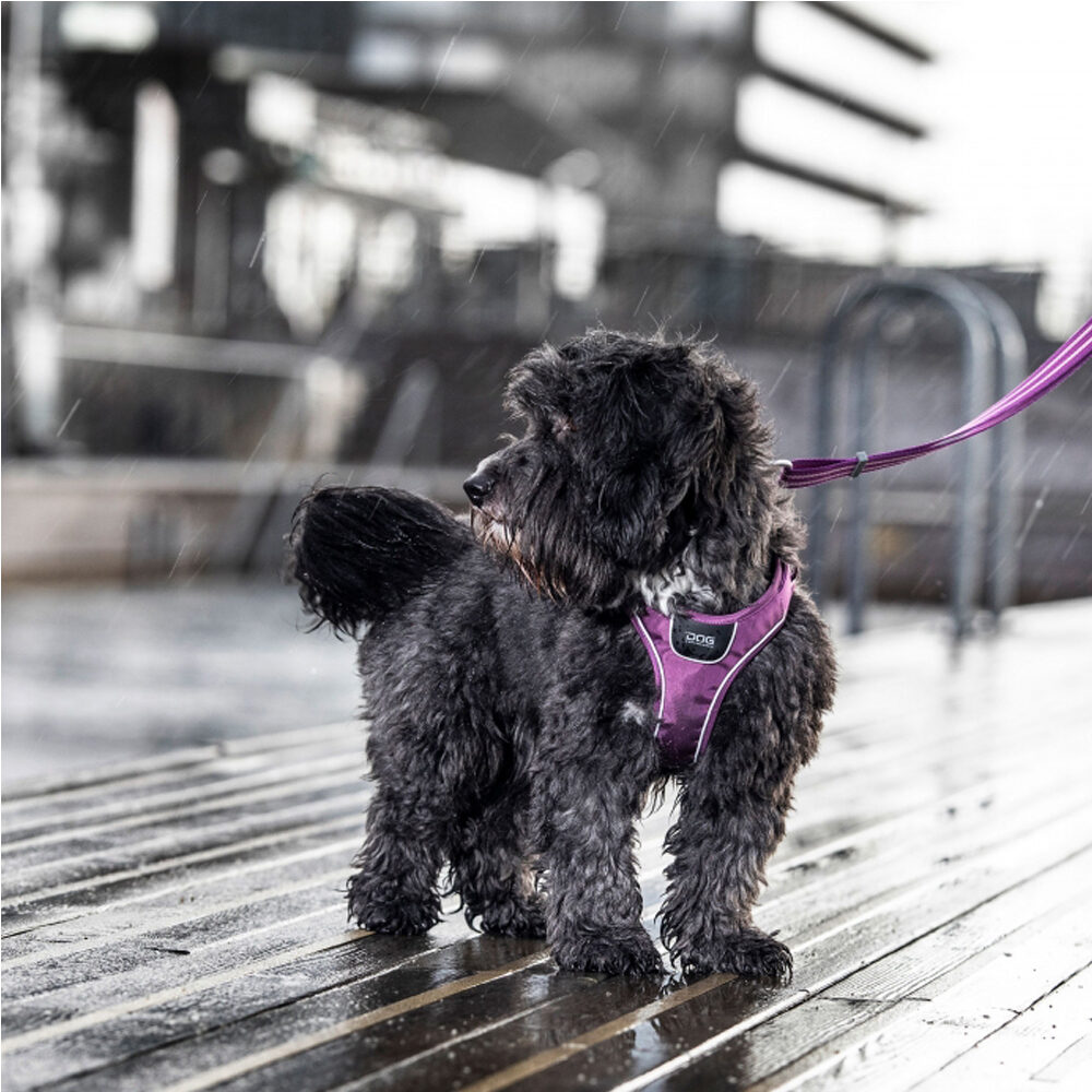 DOG Copenhagen Comfort Walk Go™ Geschirr - Lemon - M von DOG Copenhagen