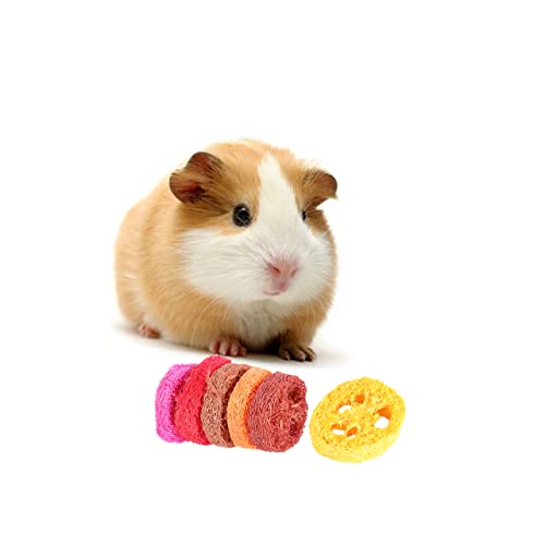 DOITOOL Niedlich Geformtes Kauspielzeug Für Haustiere 6 Stück Hamster-backenzahnspielzeug Wurzelförmiges Spielzeug Für Die Mundpflege Werkzeuge Für Hamster Zufällige Farbe von DOITOOL
