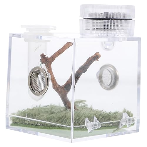 DOITOOL Kasten Springspinnen-Zuchtbox Mini-Zubehör Gel-Nagellack Mini-Luftbefeuchter Springender Spinnenlebensraum Lebensraum der Spinne Glas Hülse Landschaftsbox Container kleine Spinne von DOITOOL