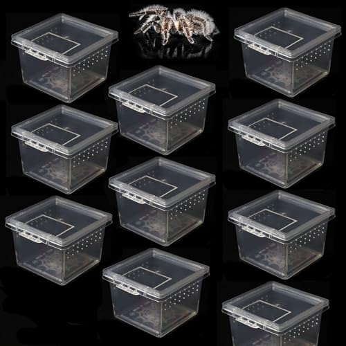 10 Stück Spinnen-Terrarien-Zuchtbox Für Kleine Reptilien, Skorpion, Tausendfüßler, Ameise, Transparenter Brutbehälter, Acryl-Zuchtbox,M von DOPORA