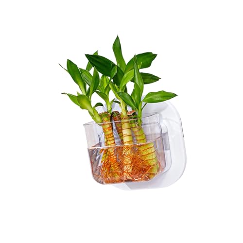 Transparentes Aquarium, Hydrokultur-Pflanzgefäß, Wandmontage, für Hydrokultur-Pflanzen und Dekoration Transparentes Aquarium, Hydrokultur-Pflanzgefäß, Wandmontage, für Hydrokultur-Pflanzen und Dekoration von DOSERTY