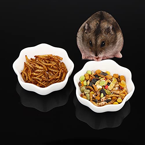 2 Stück Keramik-Hamster-Schüssel, Kleintier-Futterschüssel und Wassernapf für Zwerghamster, Maus, Chinchilla, Ratten, Rennmäuse (weiß) von DQITJ