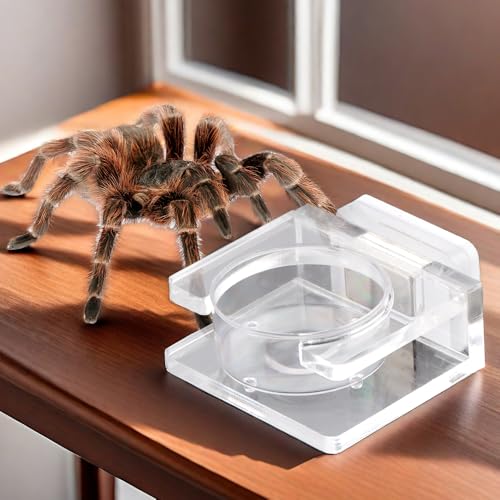 DQITJ Futternapf, transparent, Acryl, magnetisch, kleine Vogelspinne, Futternapf, Wasserschale für Springspinnen, Vogelspinne, Spinne (9,9 x 7,3 x 7,9 cm) von DQITJ