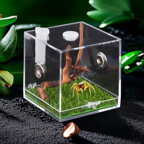 Springspinne Acryl Zuchtbox, Tarantel Transparent Terrarium, Spinnenfutterbox, Boden offenes Design, Insekten Habitat Schlüpfen Container Käfig von DQITJ