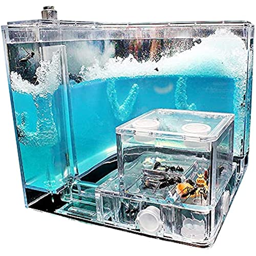 Ameisenwohnräume, Ameisennester, Ameisennest, Futterbereich für Ameisen, mit durchscheinendem Gel, Ameisennest, Schaukasten von DUANxiaoyanK