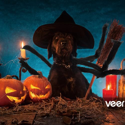 DUOCARA Haustier-Spinnen-Outfit, Halloween-Kostüm, Zubehör, Cosplay-Kleidung, Hundespielzeug, Bekleidung für Kinder DUOCARA Haustier-Spinnen-Outfit, Halloween-Kostüm, Zubehör, Cosplay-Kleidung, Hundespielzeug, Bekleidung für Kinder von DUOCARA