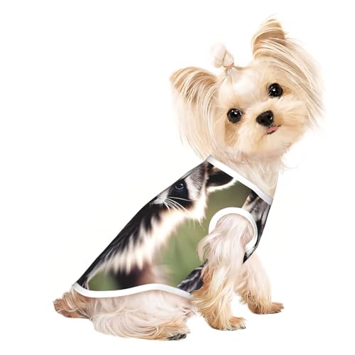 Hundeshirt mit süßem Waschbär-Druck, für den Sommer, leicht, weich, atmungsaktiv, dehnbar, für Katzen und Hunde Hundeshirt mit süßem Waschbär-Druck, für den Sommer, leicht, weich, atmungsaktiv, dehnbar, für Katzen und Hunde von DUWAA