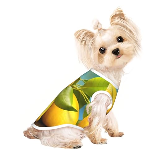 Yellow Fresh Lemons1 Hunde-Shirt, Sommer, leicht, weich, atmungsaktiv, dehnbar, für Katzen und Hunde Yellow Fresh Lemons1 Hunde-Shirt, Sommer, leicht, weich, atmungsaktiv, dehnbar, für Katzen und Hunde von DUWAA