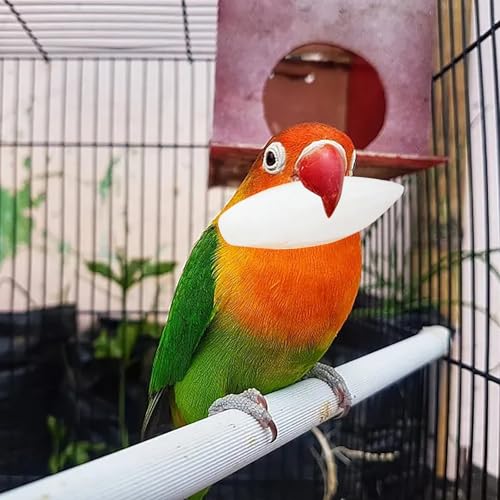 Hundespielzeug Quietschend Unzerstörbar 10er Pack Schildkrötennäpfe 9 12 Cm Näpfe Wellensittiche Vogelzubehör Handgefertigte Tintenfischnäpfe Geeignet zur Kalziumversorgung für (Beige, One Size) Hundespielzeug Quietschend Unzerstörbar 10er Pack Schildkrötennäpfe 9 12 Cm Näpfe Wellensittiche Vogelzubehör Handgefertigte Tintenfischnäpfe Geeignet zur Kalziumversorgung für (Beige, One Size) von DYKeWei