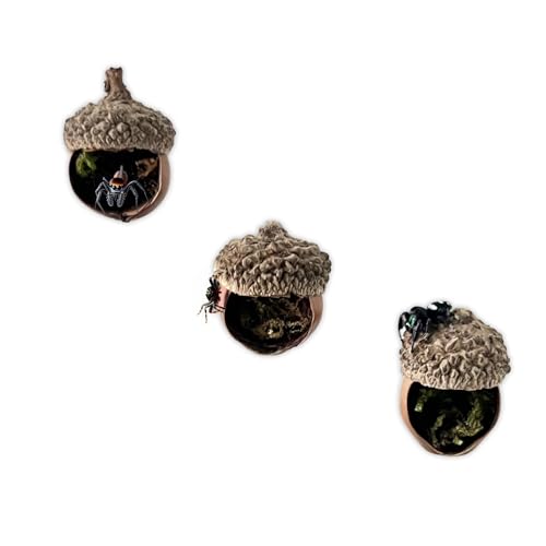 Springendes Spinnen-Versteck, hergestellt aus echten Eicheln, ein Springspinnengehege, Zubehör, magnetischer Rinde, springende Spinne, Lebensraum, handgefertigte Springspinnen-Plattform, dekoratives Springendes Spinnen-Versteck, hergestellt aus echten Eicheln, ein Springspinnengehege, Zubehör, magnetischer Rinde, springende Spinne, Lebensraum, handgefertigte Springspinnen-Plattform, dekoratives von Daerky