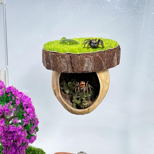 Springspinne Versteck Magnetisches Springspinne Versteck-Lebensraum Spinne Kletterplattform Handgemachtes Spinnenzaun Zubehör aus natürlichen Materialien Geeignet für Springspinnen und andere kleine Springspinne Versteck Magnetisches Springspinne Versteck-Lebensraum Spinne Kletterplattform Handgemachtes Spinnenzaun Zubehör aus natürlichen Materialien Geeignet für Springspinnen und andere kleine von Daerky