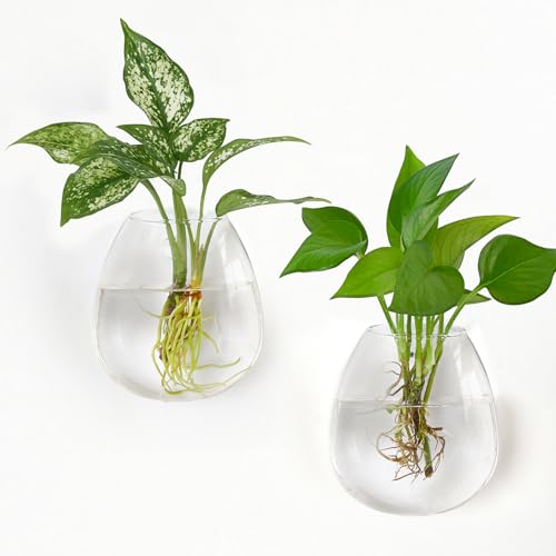 Dahey Anzuchtstationen, Wandbehang, Pflanzgefäße, Glas, Wandmontage, Vasen, Oblate Terrarium für Blumen, Hydrokultur, Zimmerpflanzen, Zuhause, Badezimmer, Büro, Dekoration, 2 Stück von Dahey
