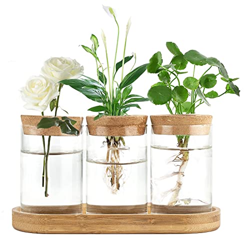 Dahey Pflanzenvermehrung, Terrarium, Schreibtisch, Glas, Pflanzstation, Wasserpflanzung, Glasvase mit Deckel und Holzständer für die Vermehrung von Hydrokulturpflanzen, Dekoration, 3 Stück von Dahey