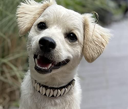 Seashell Hundehalsband, Designer-Hundehalsband, luxuriöses Hundehalsband, lustiges Hundezubehör, Strand-Essintals für Hunde, nautisches Design, Haustierschmuck, einzigartiges Hundehalsband von Daisy's Dog Collars