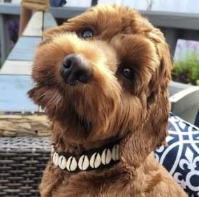 Seashell Hundehalsband, niedliches Hundehalsband, lustiges Hundezubehör, Strandzubehör für Hunde, stilvolle Hundehalskette, modisch, einzigartiges Hundehalsband, Haustier-Strandausrüstung von Daisy's Dog Collars