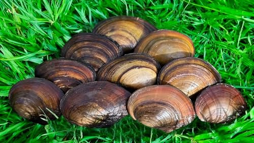 10x Teichmuscheln, Natürlicher Wasserklärer für Teich & Aquarium, Dekorativ 10x Teichmuscheln, Natürlicher Wasserklärer für Teich & Aquarium, Dekorativ von Daxton-Plant