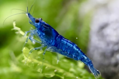 5 Stück Blue Dream Zwerggarnelen Neocaridina davidi/Blue DreamAquarium Garnelen von Daxton-Plant