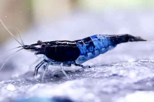 5 Stück Blue Rili Zwerggarnelen Neocaridina davidi/Blue Rili Aquarium Garnelen von Daxton-Plant