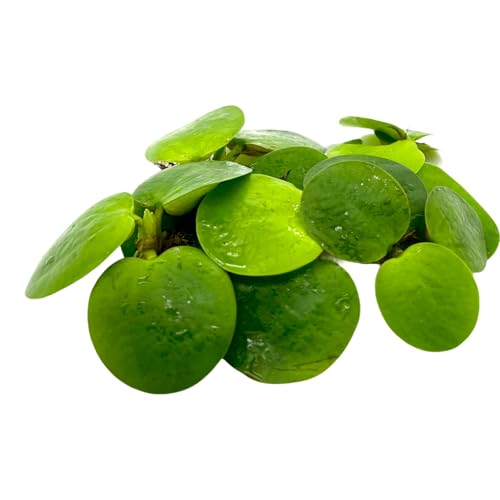 5 Stück Limnobium laevigatum Schwimmpflanze, Südamerikanischer Froschbiss für Teich und Aquarium, Wasserreinigung - 250ml Becher voll. von Daxton-Plant