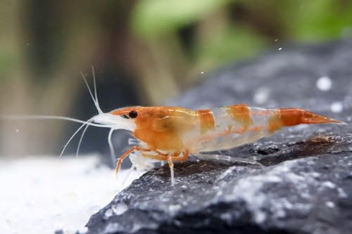 5 Stück Orange Rili Zwerggarnelen Neocaridina davidi/Orange Rili Aquarium Garnelen 5 Stück Orange Rili Zwerggarnelen Neocaridina davidi/Orange Rili Aquarium Garnelen von Daxton-Plant