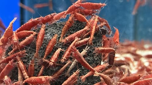 Neocaridina Sakura Zwerggarnelen, Rot, 10 Stück, Aquarium-Garnelen für Anfänger von Daxton-Plant