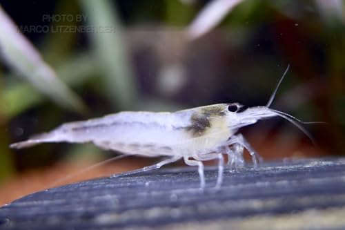 Snow White Amano Garnele - Caridina multidentata VAR. Snow - Rarität und gegen Algen im Aquarium von Daxton-Plant