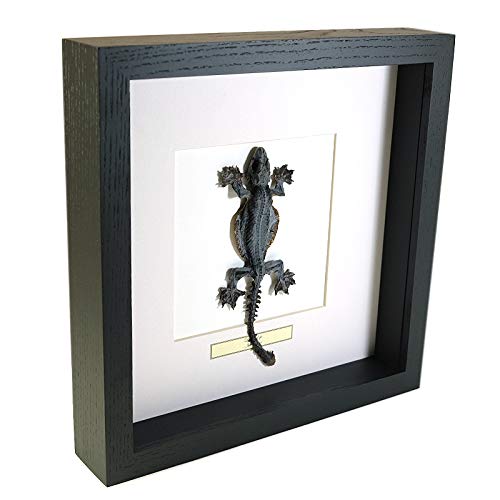 Lizard - Reptil - Echter präparierter Insekt montiert unter Glas in handgefertigten schwarzen Holzrahmen von De Museumwinkel.com