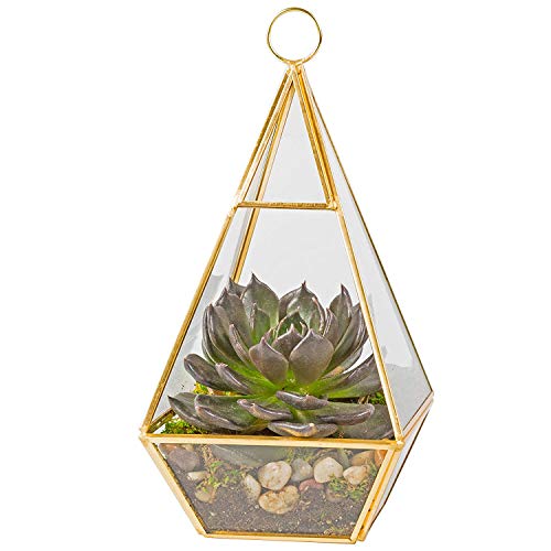Deco Terrarium Glas, sukkulente (Pyramide) von Deco