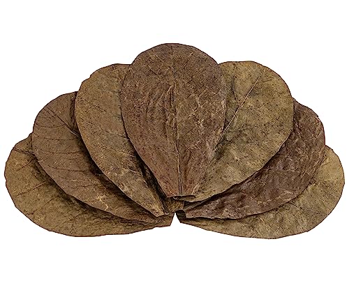 Dehner Aqua Fischfutter, Catappa-Blätter, 10 Stück Dehner Aqua Fischfutter, Catappa-Blätter, 10 Stück von Dehner