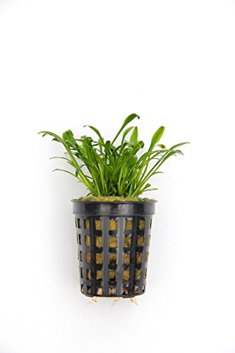 Dekoimtrend Cryptocoryne parva Zwergwasserkelch im Topf Wasserpflanze Aquarium Dekoimtrend Cryptocoryne parva Zwergwasserkelch im Topf Wasserpflanze Aquarium von Dekoimtrend