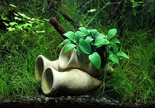 Dekoimtrend Garnelen Amphore mit Anubias Bonsai Wasserpflanze Aquarium Aquariumpflanze von Dekoimtrend