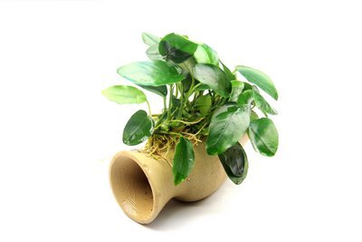 Dekoimtrend Wels Amphore mit Anubias Nana Wasserpflanze Aquarium Aquariumpflanze von Dekoimtrend