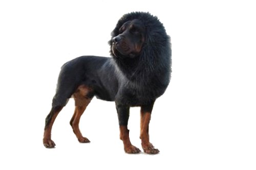 Demarkt Hundekostüm Löwenmähne für Hunde (Schwarz) von Demarkt