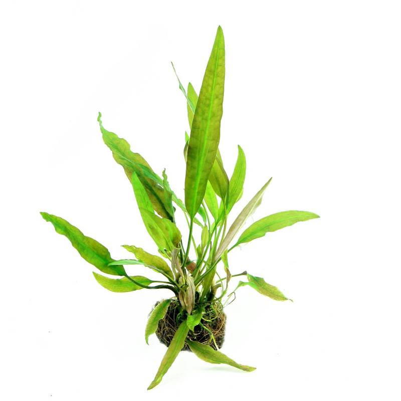 Dennerle Plants Cryptocoryne usteriana In-Vitro von Dennerle Plants