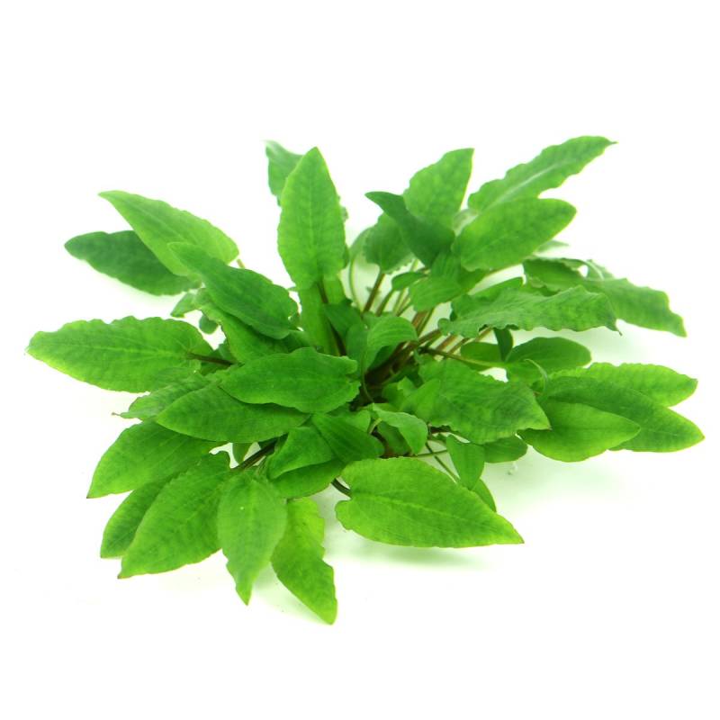 Dennerle Plants Cryptocoryne wendtii ´Broad Leaf´ In-Vitro von Dennerle Plants