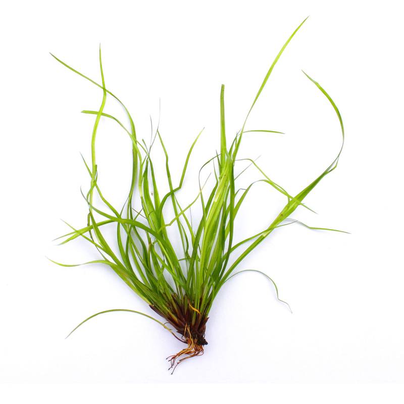 Dennerle Plants Juncus repens In-Vitro von Dennerle Plants