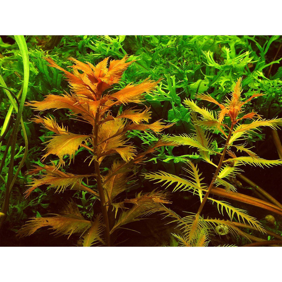 Dennerle Plants Proserpinaca palustris In-Vitro Dennerle Plants Proserpinaca palustris In-Vitro von Dennerle Plants