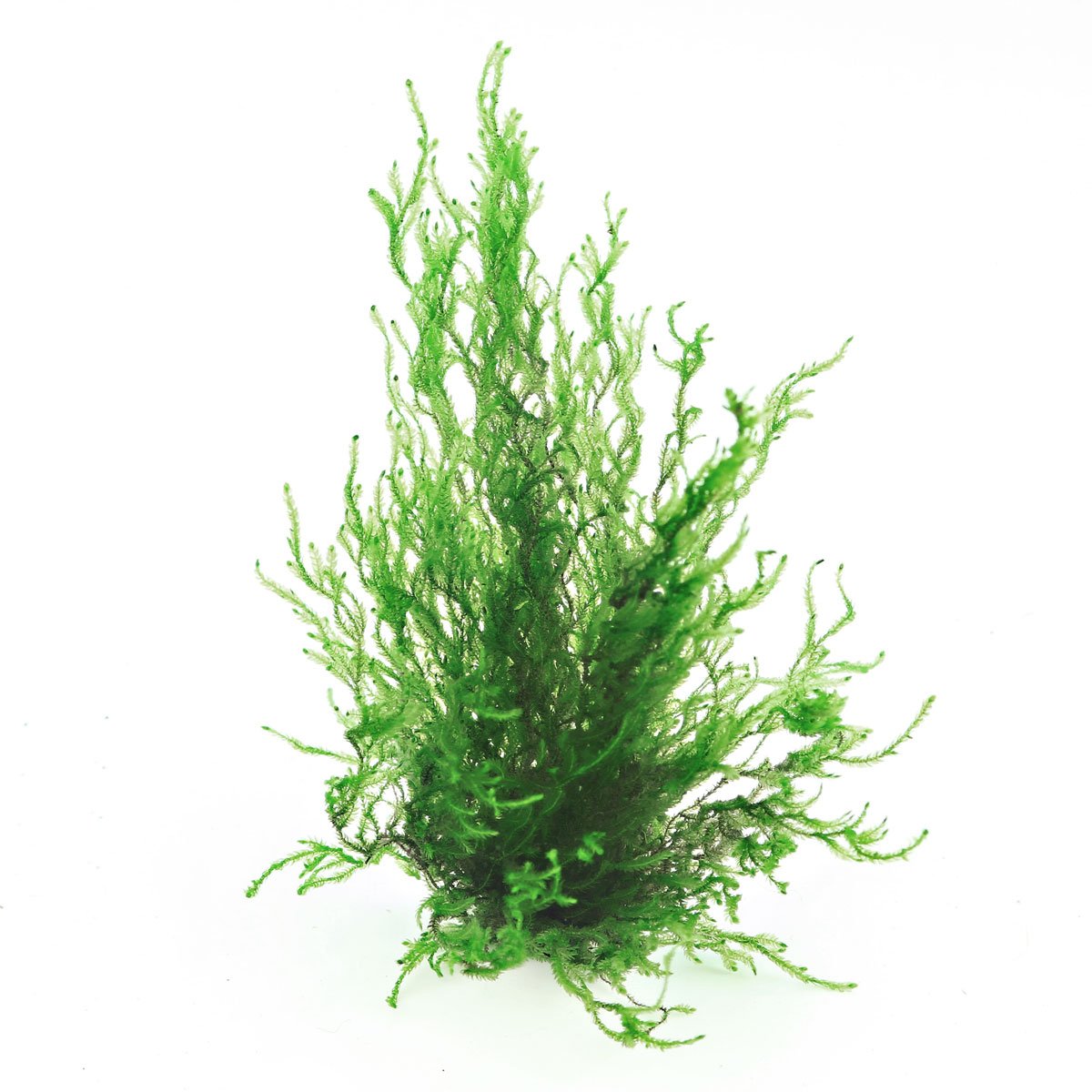 Dennerle Plants Taxiphyllum spec. Flammenmoos In-Vitro Dennerle Plants Taxiphyllum spec. Flammenmoos In-Vitro von Dennerle Plants