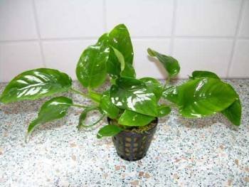Dennerle-Plants Anubia Nana von Dennerle