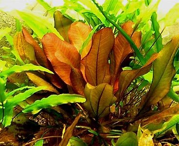 Dennerle Echinodorus Kleiner Bär - Dschungelstar Nr. 2 Froschlöffel von Dennerle