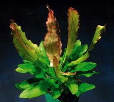 Dennerle-Plants Echinodorus Python - E03 - Dschungelstar Nr. 3 von Dennerle